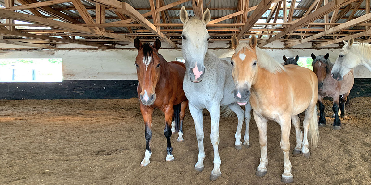 Offenstallhaltung auf dem Hof Viervitz - Reitschule Einhorn